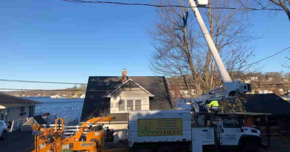 Commercial Tree Services