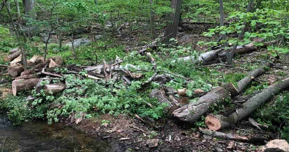 Emergency Tree Service