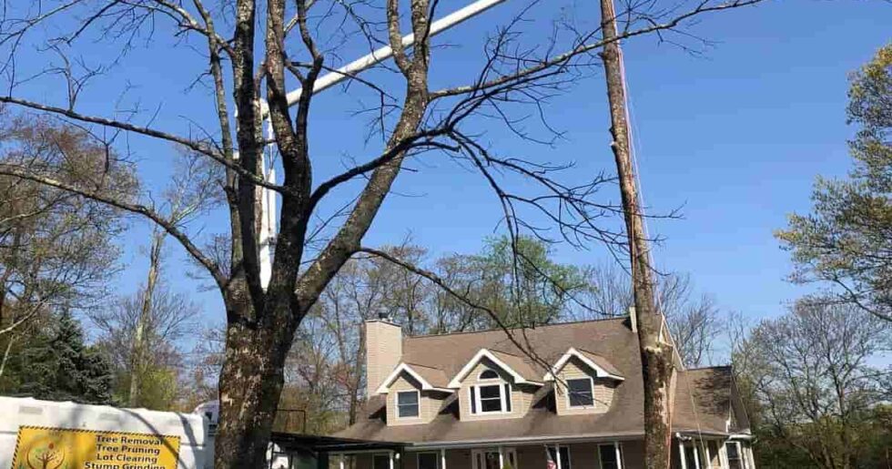 Residential Tree Services